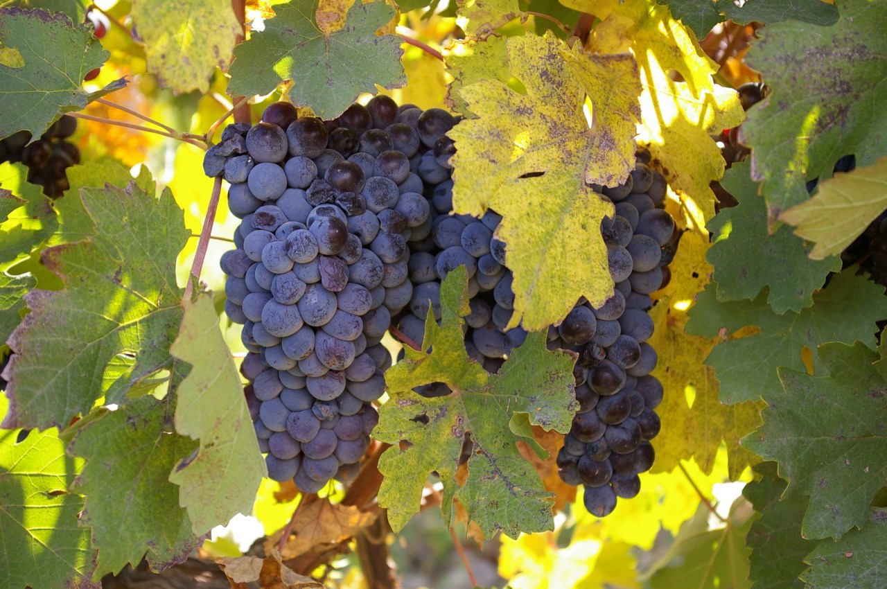 Bunches of Areni grapes hang from thriving vines in the Van Ardi vineyard, located in the village of Sasunik, Aragatsotn province, Armenia. Photo by: Christian Garbis