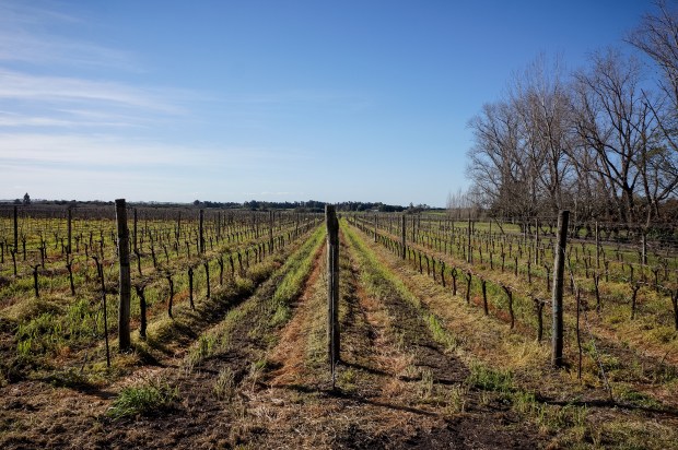 A field of wine vines at Bodega El Legado.