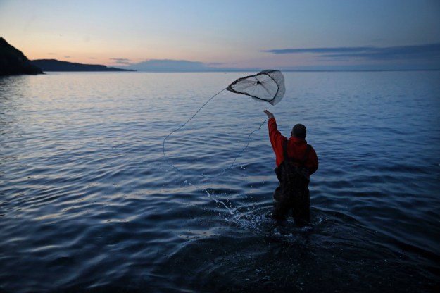 1: Craig Purchase uses a net to gather capelin for research at Middle Cove Beach. 2: The silver fish spawning on the shore is the primary food source for cod.