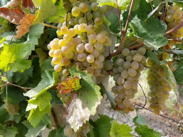 Armenia’s sunny climate and rich volcanic soil make it a perfect environment for growing grapes.