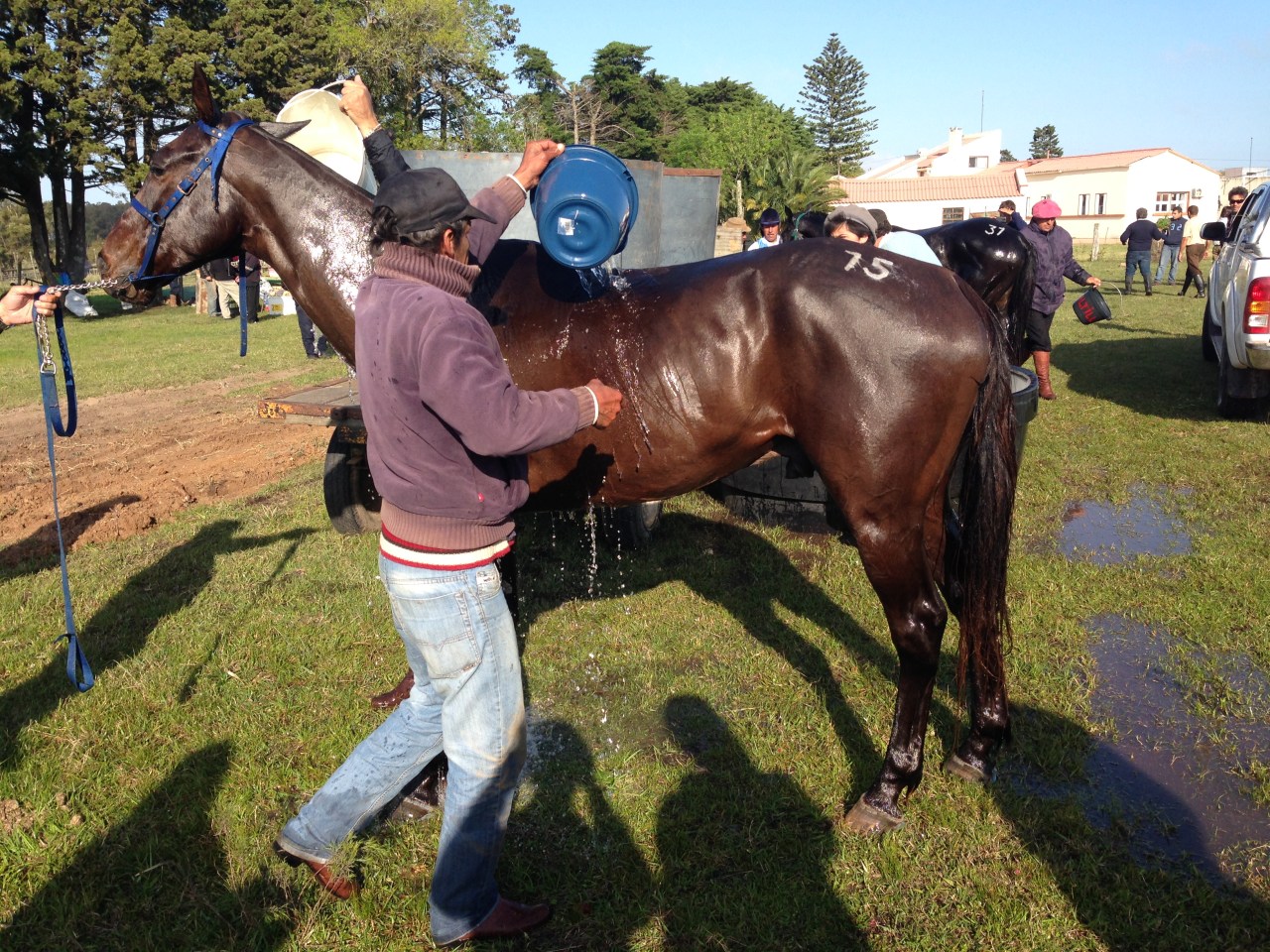 A man bathes his horse during a break in the race.