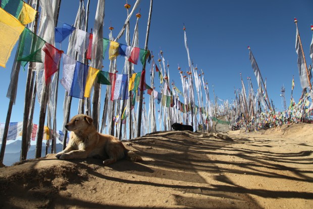 Dogs roam Chele La Pass, the highest point accessible by road in the country.