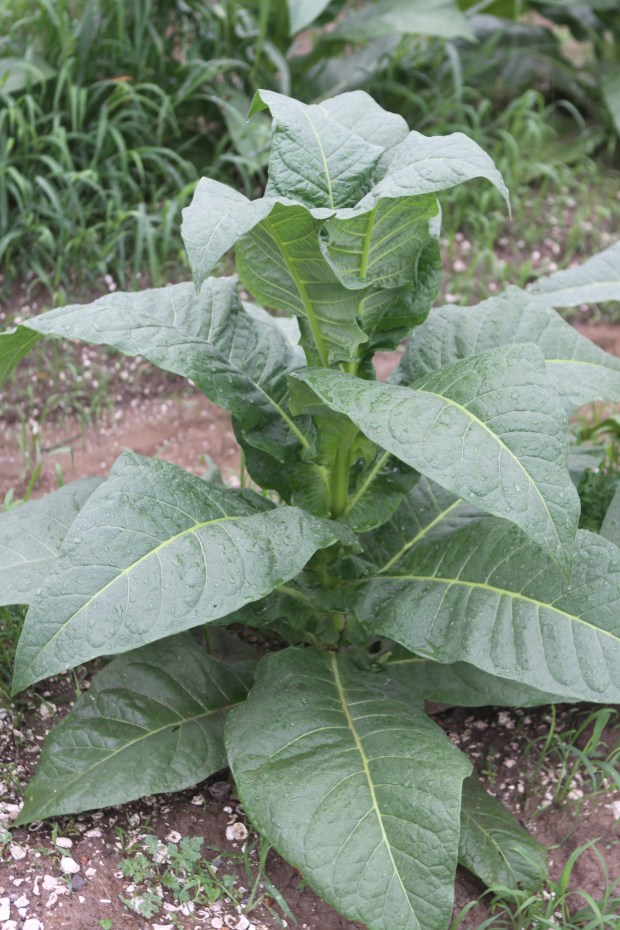 A tobacco plant at the Percy Martin family farm.