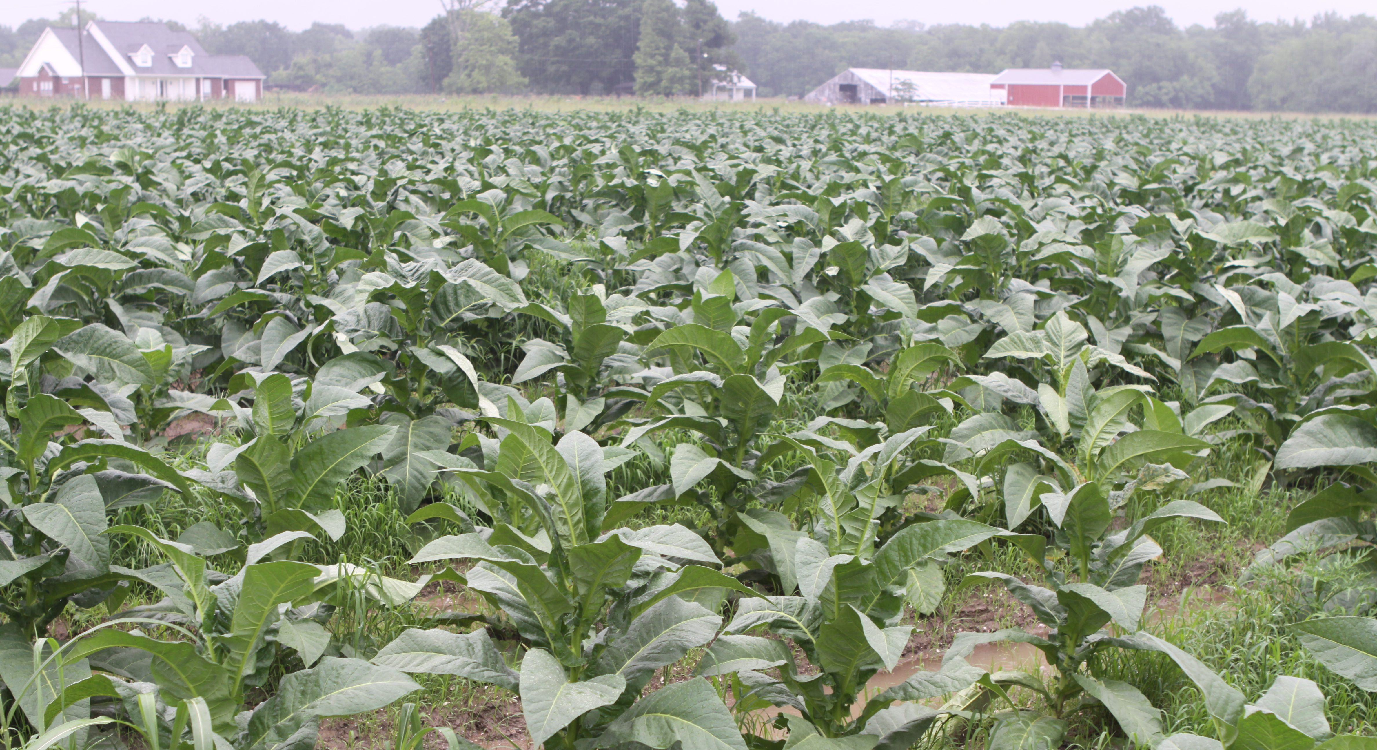 state of tobacco control 2025 Tobacco Industry Expands Lobbying Efforts by 24% across the U.S. in 2025 –  ASH > Action on Smoking & Health