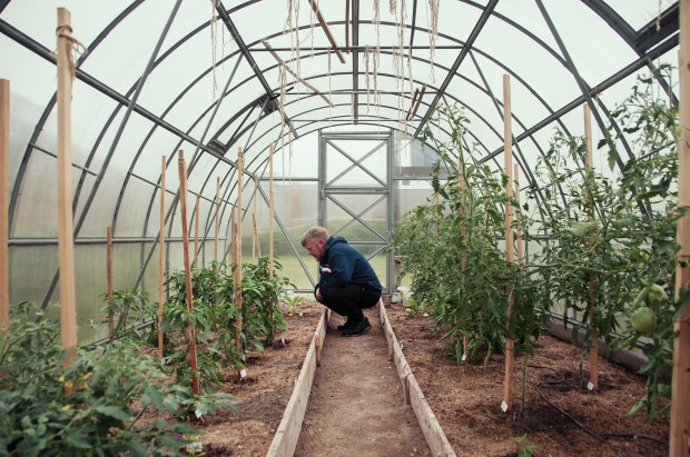 Artyukhov grows tomatoes in his private greenhouse.