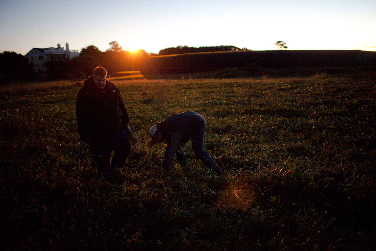 Matthew Jennings and Daniel Heinze, Chef de Cuisine at McCrady’s in Charleston, forage for wild onions in the pre-dawn dark.