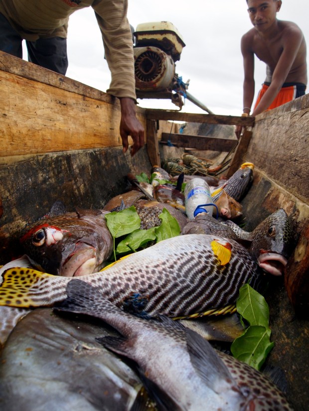 Freshly speared fish fill a canoe brought to shore by fishermen in the Kai Islands.
