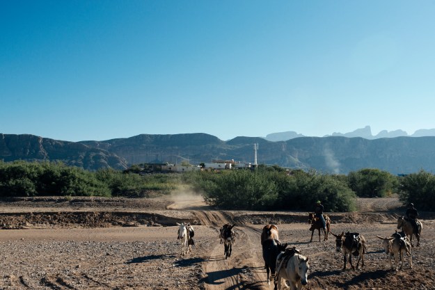 Mules and horses transport locals around Boquillas and are rented to a steady stream of tourists that visit the town.