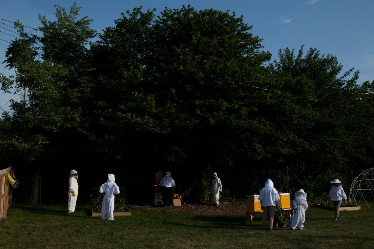 Members of a tour walk around the bee farm.