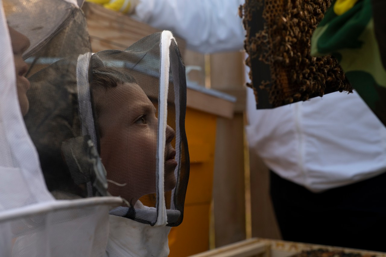 Lucas Plotkin, 6, of Brooklyn, New York, looks at a frame of bees during a tour of the farm.