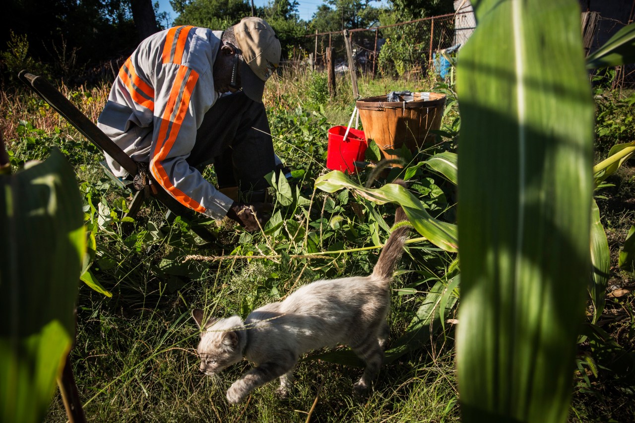 A man picks beans in his garden. Photo by Andrew Burton via Getty Images.