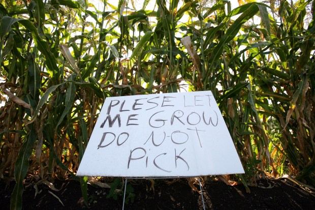 An Urban Farming plot in Detroit. Photo by Fabrizio Constantini/Bloomberg via Getty Images.